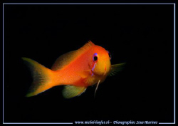 Face to face with this small Damselfish... :O) ... by Michel Lonfat 